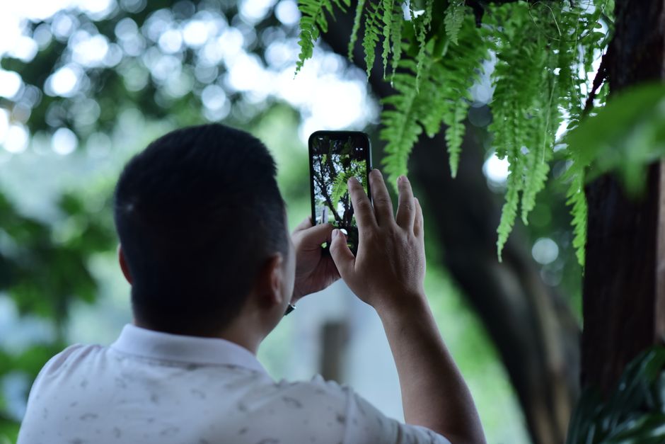 A person takes a photo of lush ferns in an outdoor setting using a smartphone.